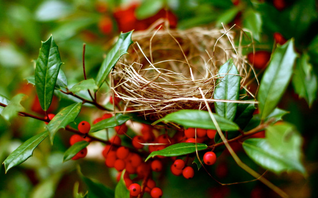 Bird nest red berries green free wallpaper - medium preview image
