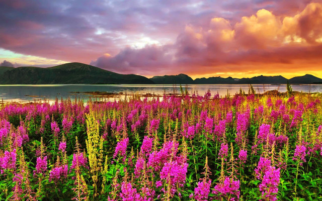 Flower field lake sunset mountains free wallpaper - medium preview image