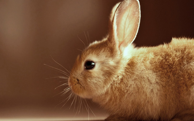 Small rabbit table wall brown free wallpaper - medium preview image