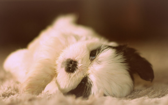 Small white black dog carpet #2 free wallpaper - medium preview image