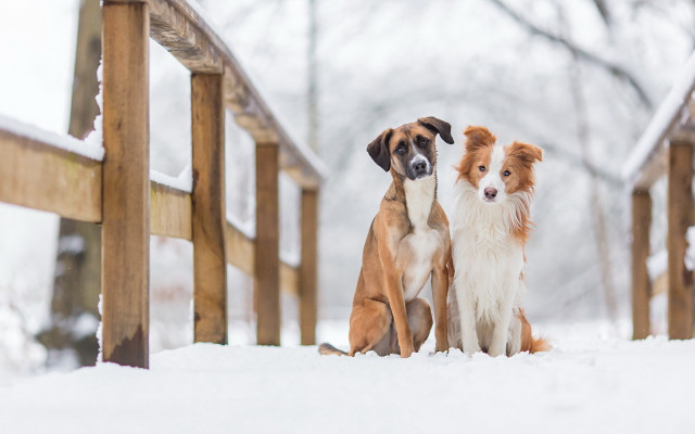 Snowy bridge dogs shiba inu free wallpaper - medium preview image