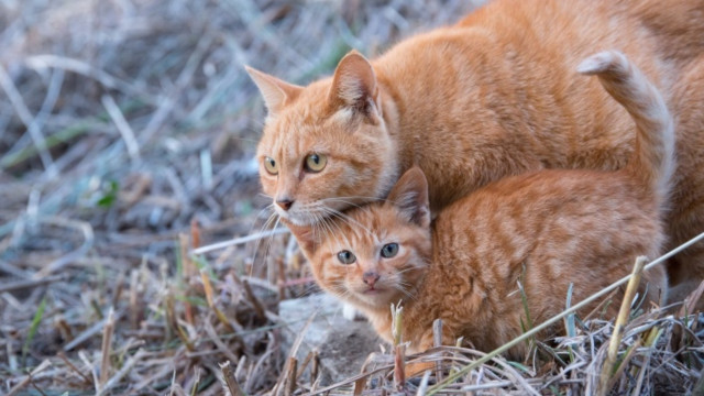 Cat kitten grass outdoors photorealistic free wallpaper - medium preview image