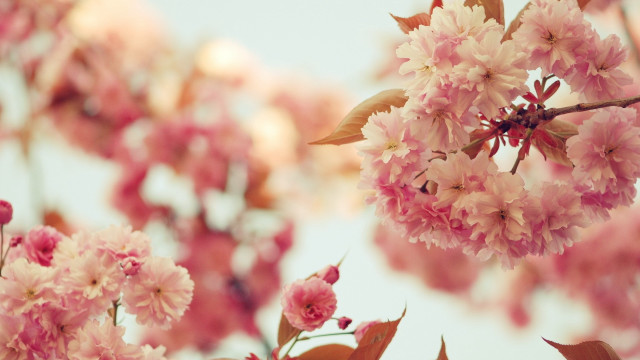 Pink flowers blooming branch sunlight free wallpaper - medium preview image
