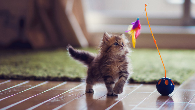 Kitten playing with toy outdoor free wallpaper - medium preview image