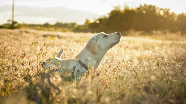 Dog tallgrass sky autumn blurry free wallpaper - medium preview image