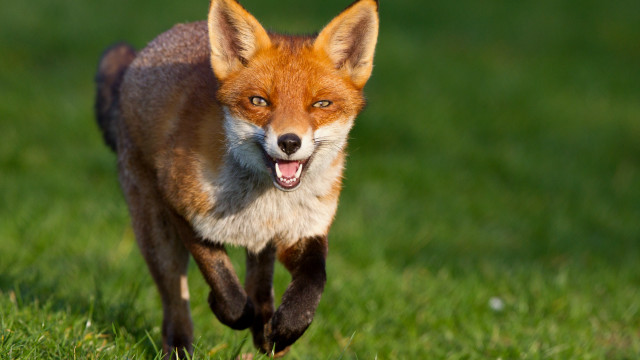 Red fox running grassy field #3 free wallpaper - medium preview image