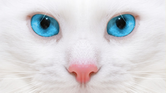 White cat blue eyes pink #2 free wallpaper - medium preview image