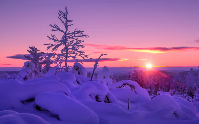Sunset snowy landscape tree pink free wallpaper - medium preview image