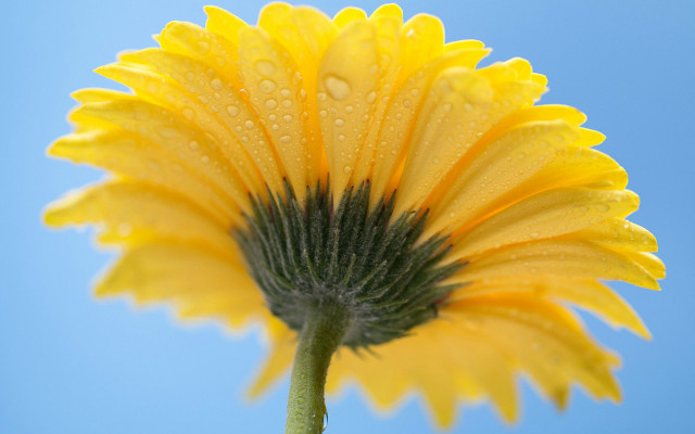 Yellow flower water droplets blue #3 free wallpaper - medium preview image