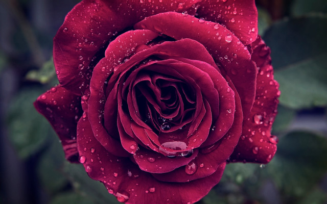 Red rose water droplets bokeh #6 free wallpaper - medium preview image