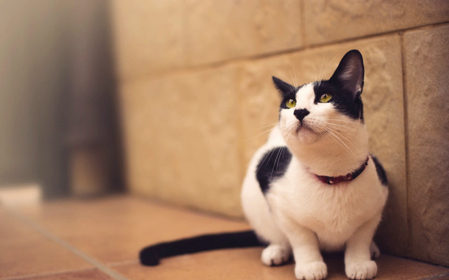 Black white cat red collar free wallpaper - medium preview image