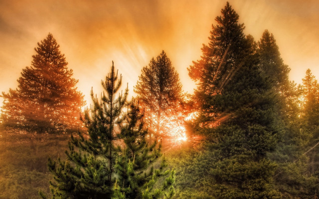 Sunset woods trees sunbeam autumn free wallpaper - medium preview image