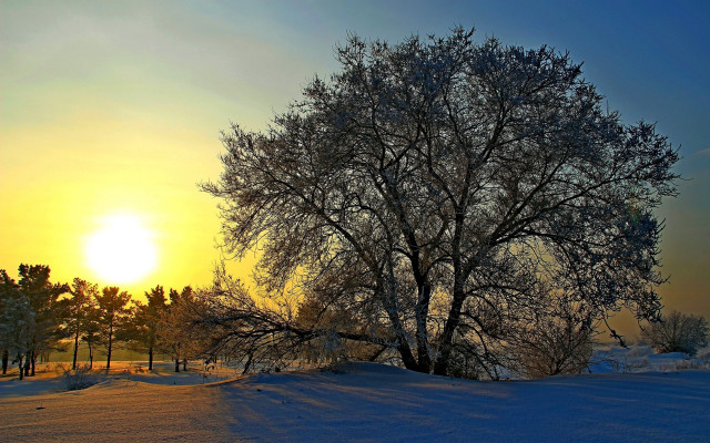 Snowy tree sunset frost autumn free wallpaper - medium preview image