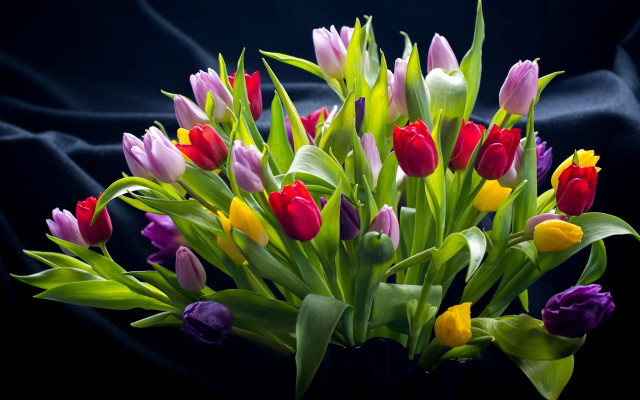 Tulip bouquet vase black background free wallpaper - medium preview image