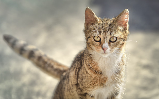 Curious cat blurry background animal free wallpaper - medium preview image