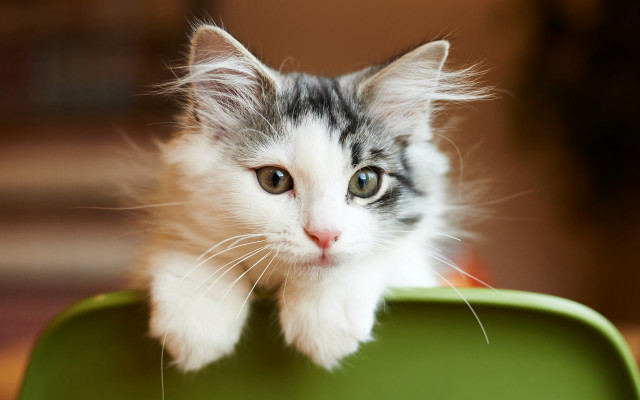 Kitten green suitcase sad cute free wallpaper - medium preview image
