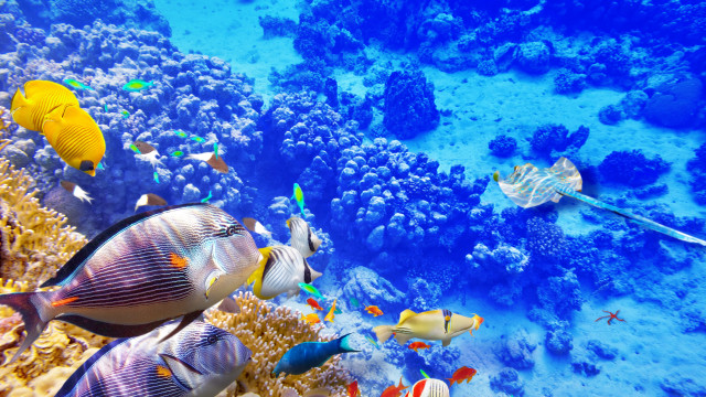 Fish coral reef ocean blue #12 free wallpaper - medium preview image