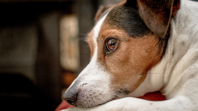 Dog laying red blanket art free wallpaper - medium preview image