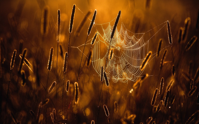 Spider web dew sunset field free wallpaper - medium preview image