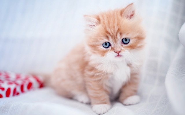 Small kitten blue eyes white #5 free wallpaper - medium preview image
