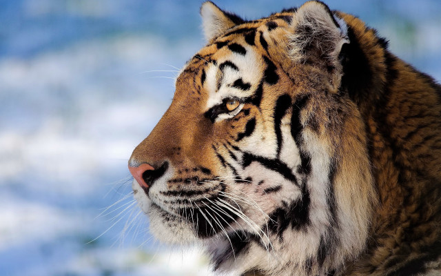 Tiger looking distance blurry snow free wallpaper - medium preview image
