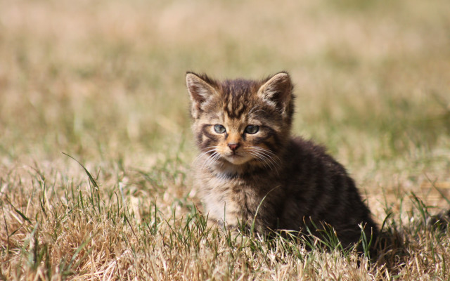 Small kitten grass field sad free wallpaper - medium preview image