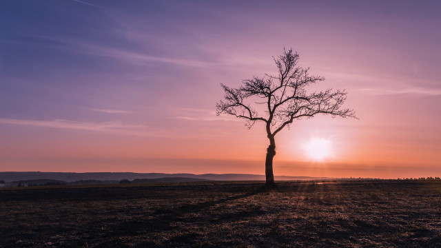 Lone tree sunset purple sky free wallpaper - medium preview image