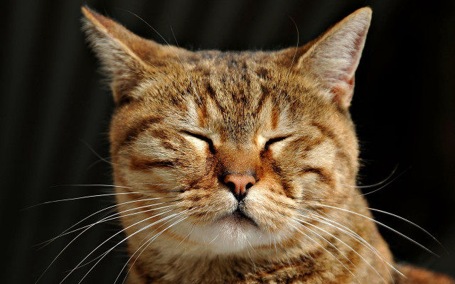 Cat closed eyes black background free wallpaper - medium preview image