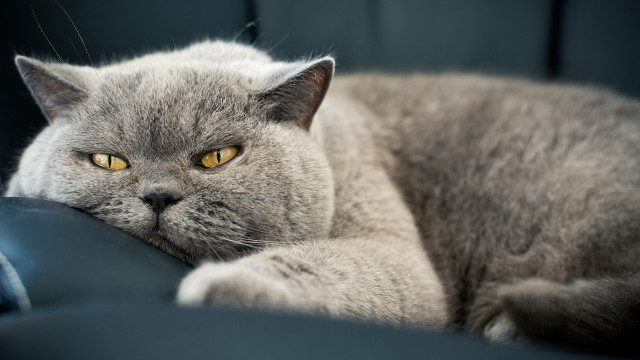 Gray cat yellow eyes couch #3 free wallpaper - medium preview image