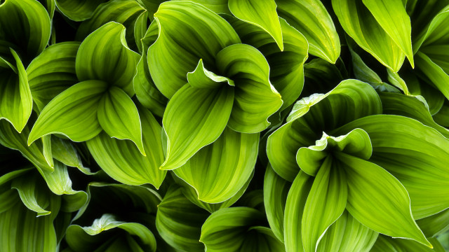 Green leaves white tips macro free wallpaper - medium preview image