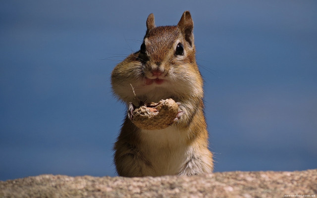Squirrel peanut rockwall blue sky free wallpaper - medium preview image