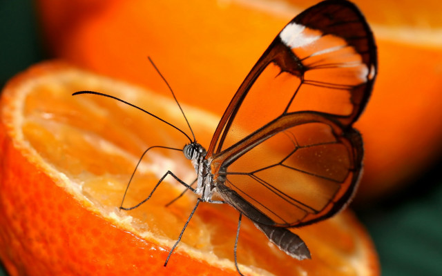 Butterfly orange slice surreal autumn free wallpaper - medium preview image