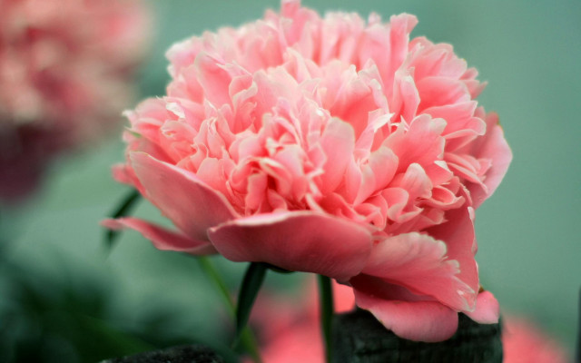 Pink flower vase background macro free wallpaper - medium preview image