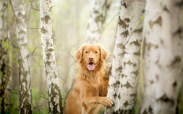 Happy dog in woods trees free wallpaper - medium preview image