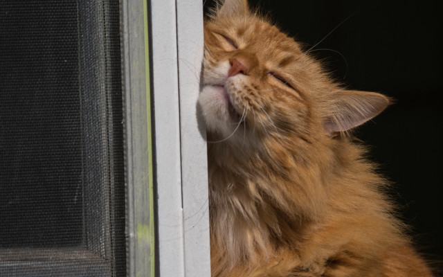 Cat sleeping window ledge fence free wallpaper - medium preview image
