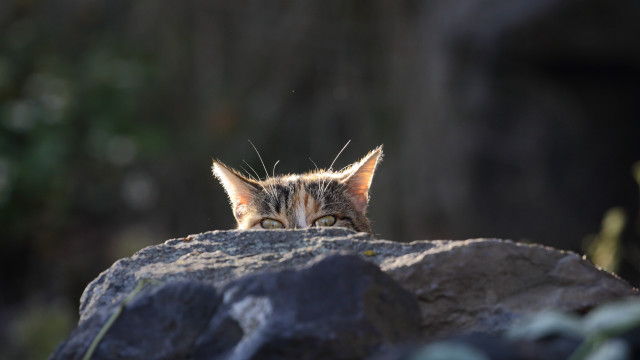Cat rock portrait sharp focus free wallpaper - medium preview image