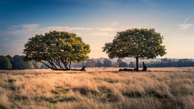 Two trees field sky clouds free wallpaper - medium preview image