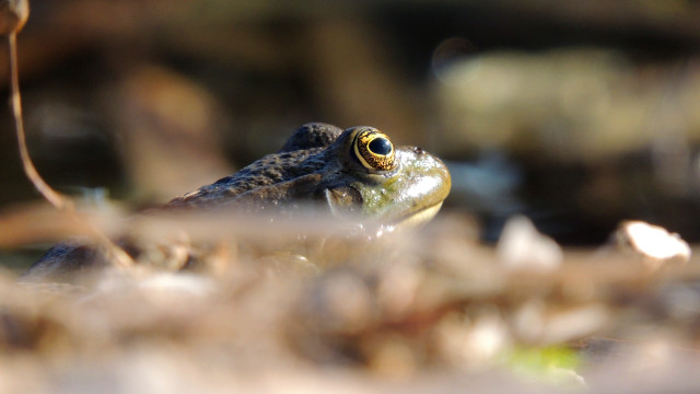 Frog grass macro shallow depth free wallpaper - medium preview image