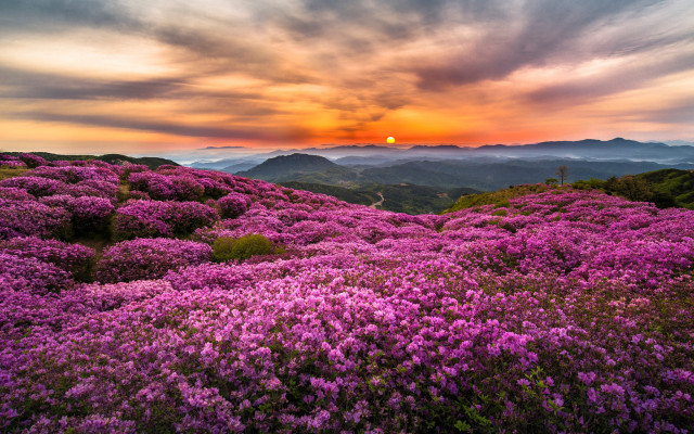 Purple flower field sunset mountains free wallpaper - medium preview image