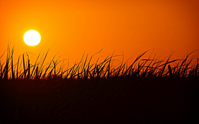 Sunset bird grass red sky free wallpaper - medium preview image