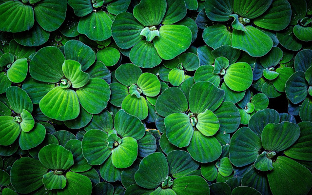 Green leaves macro ecological art free wallpaper - medium preview image