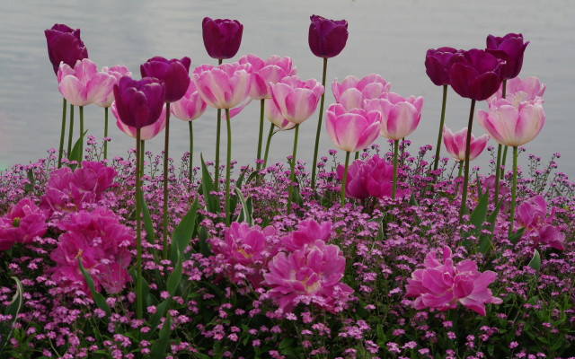 Purple flowers water bird garden free wallpaper - medium preview image