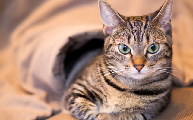 Cat bed blurry depth of free wallpaper - medium preview image