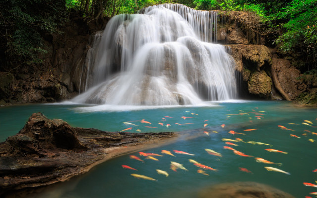 Waterfall fish trees nature landscape free wallpaper - medium preview image