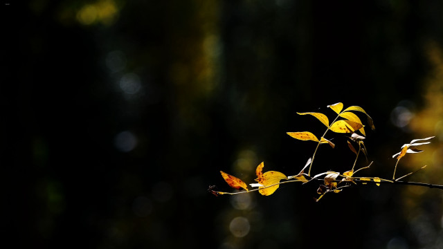 Yellow leaves forest macro backlighting free wallpaper - medium preview image