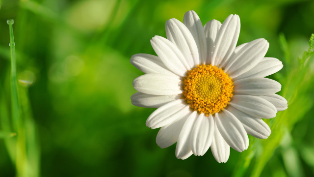 White yellow flower green grass free wallpaper - medium preview image