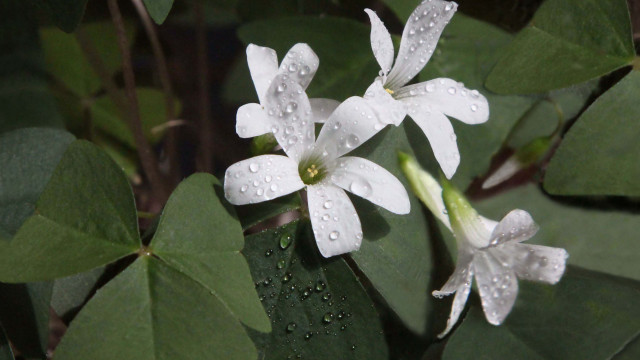 White flower water droplets butterfly free wallpaper - medium preview image