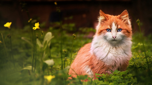 Cat flower field blue eyes free wallpaper - medium preview image