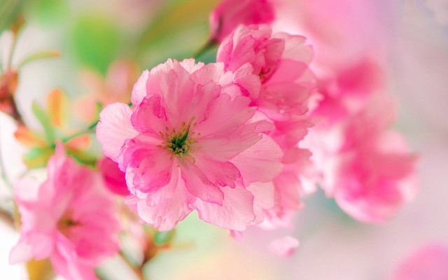 Pink flower macro blurry background #15 free wallpaper - medium preview image