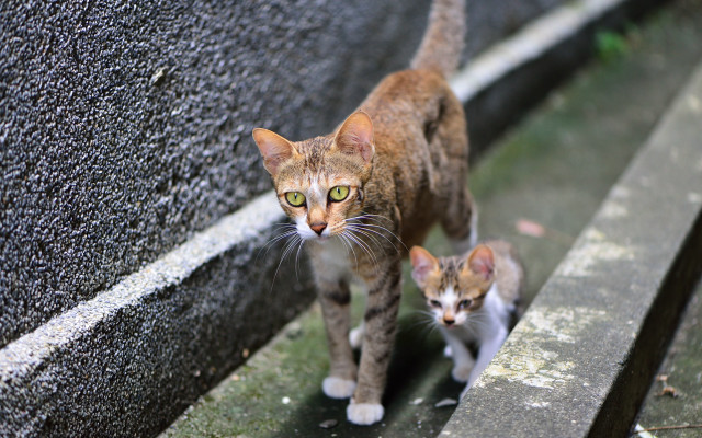 Cat kitten ledge eye neoplasticism free wallpaper - medium preview image